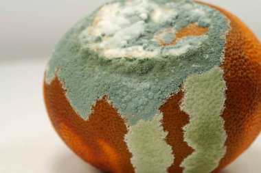 Küfle kaplanmış çürük mandalina. Küf ve mantarla kaplı. Olgunlaşmamış ve çürük mandalina. Meyveyi bozma süreci. Çürüyen narenciye, aflatoksin
