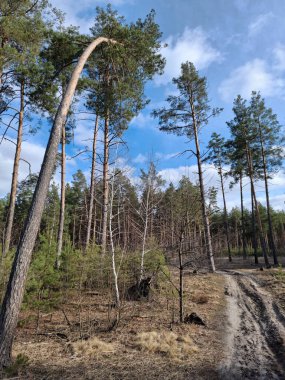 Güzel ormandaki kozalaklı ağaçlar. Güzel ormanda bir patika.