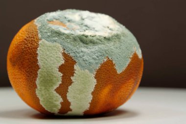 Küfle kaplanmış çürük mandalina. Olgunlaşmamış ve çürük mandalina. Küf ve mantarla kaplı. Meyveyi bozma süreci. Çürüyen turunçgil meyvesi, yakın plan fotoğraf, kahverengi arka plan.