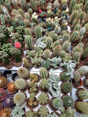 Çiçekçide küçük kaktüsler satılır.