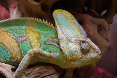 Beautiful chameleon look back. Chameleons, family Chamaeleonidae, family of lizards adapted to an arboreal lifestyle. Known for their ability to change body color