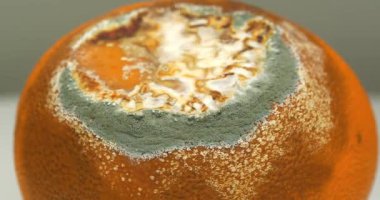 Çürük mandalina. Aflatoksinlerle kaplanmış mandalina. Çürük narenciye meyvesi gri arka planda döner