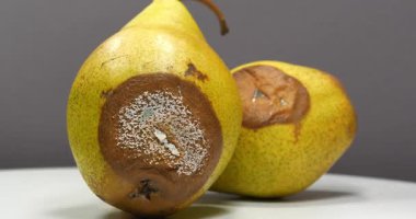 Olgunlaşmış ve çürük armutlar. Aflatoksinlerle kaplanmış armutlar. Gri arka planda iki çürük armut döner