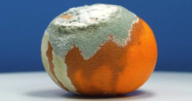 Aflatoksinlerle kaplanmış mandalina. Çürük mandalina. Çürük narenciye meyveleri koyu mavi arka planda döner.