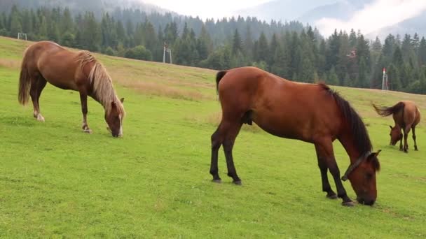 Beautiful horses in meadow — Stock Video