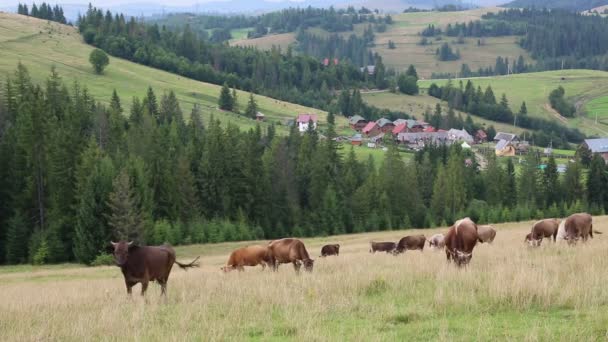 Vacas en pastizales en Carpatians — Vídeo de stock