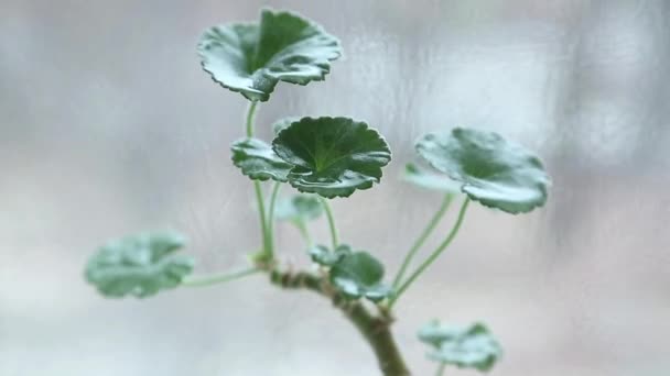 Acqua gocciolante su foglie verdi — Video Stock