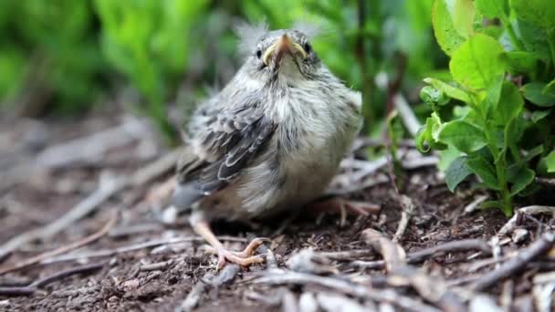 Little bird sitting on ground — Stock Video