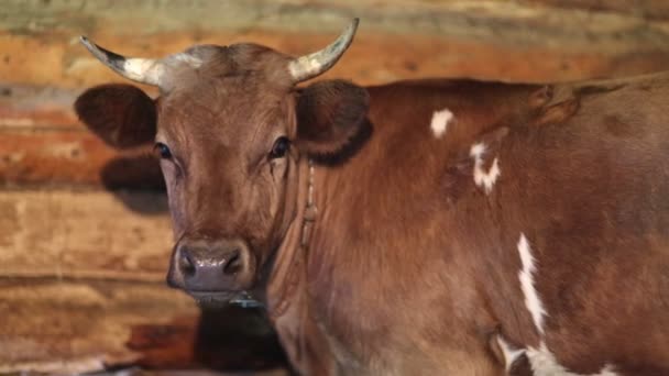 Brown cow with white spots — Stock Video