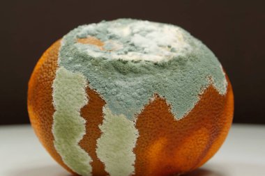 Olgunlaşmamış ve çürük mandalina. Küfle kaplanmış çürük mandalina. Küf ve mantarla kaplı. Meyveyi bozma süreci. Çürüyen narenciye, aflatoksin, yakın plan fotoğraf.