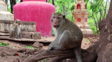Rhesus makak kökleri üzerinde oturur