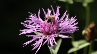 Uçan böcek çiçek üzerinde oturur