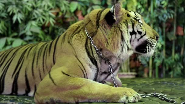 Тигр на залізному повідку в зоопарку — стокове відео