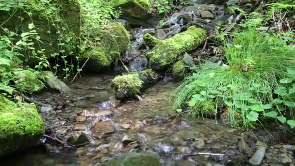 Schöner kleiner Bach und Steine — Stockvideo