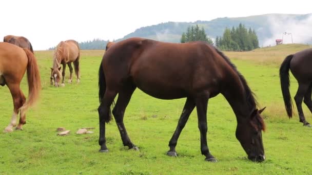 Красивые лошади на зеленом пастбище — стоковое видео