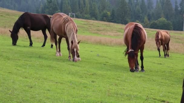 Belos cavalos em pasto verde — Vídeo de Stock