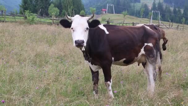 Доїння корови на лузі — стокове відео