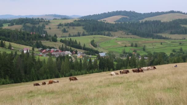 Vacas en pastizales en Carpatians, Ucrania — Vídeo de stock