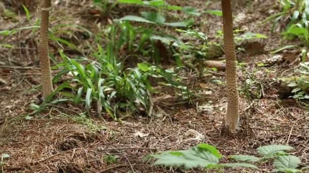 Deux champignons dans la forêt — Video