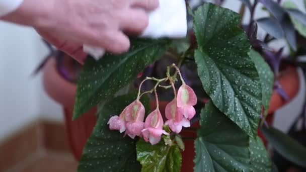 Vrouw sprays water op paarse bloemen — Stockvideo