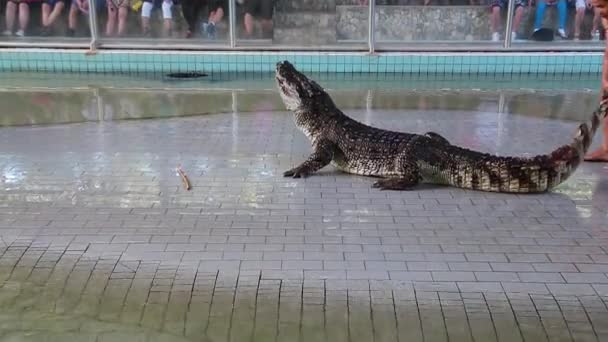 Persone allo spettacolo coccodrillo estremo a Pattaya — Video Stock