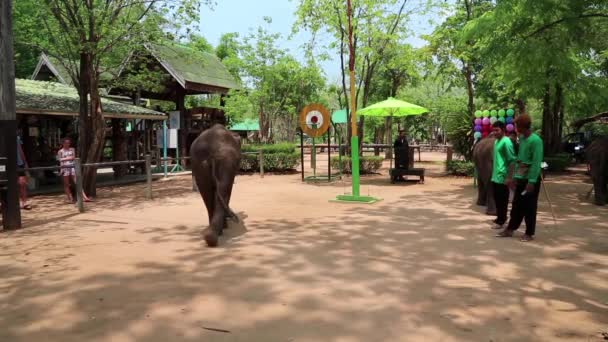 Espectáculo de elefantes en Tailandia — Vídeo de stock