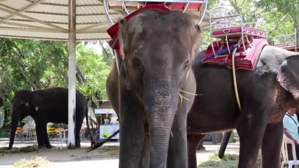 Elefantes em jardim zoológico em Pattaya — Vídeo de Stock