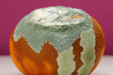 Olgunlaşmamış ve çürük mandalina. Küfle kaplanmış çürük mandalina. Küf ve mantarla kaplı. Meyveyi bozma süreci. Çürüyen turunçgil meyvesi, yakın plan fotoğraf 2