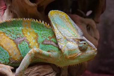 Teraryumdaki güzel bukalemun yukarı bakıyor. Vücut renklerini değiştirebilmeleriyle tanınırlar. Bukalemunlar, Chamaeleonidae ailesi, ağaç yaşamına adapte olmuş kertenkele ailesi.