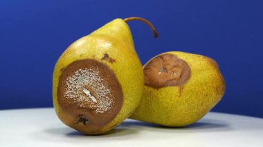 Aflatoksinlerle kaplanmış armutlar. Olgunlaşmış ve çürük armutlar. İki çürük armut koyu mavi arka planda döner.