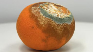 Mandalina küfle kaplı. Çürük mandalina. Çürük narenciye, gri arka planda beyaz masada dönüyor.
