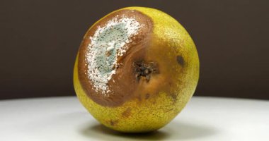 Olgunlaşmış ve çürük armut. Armut, aflatoksinle kaplanmış küf. Çürük armut koyu arkaplanda döner