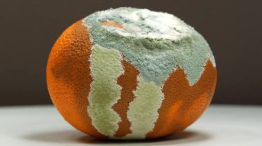 Çürük mandalina. Aflatoksinlerle kaplanmış mandalina. Çürük narenciye meyvesi koyu arka planda döner