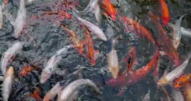 Ağır çekim. Motley Koi, süslü sazanlar gölde suda yüzer.