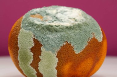 Olgunlaşmamış ve çürük mandalina. Küfle kaplanmış çürük mandalina. Küf ve mantarla kaplı. Meyveyi bozma süreci. Çürüyen turunçgil meyvesi, yakın plan fotoğraf.