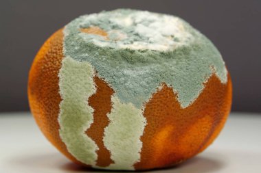 Olgunlaşmamış ve çürük mandalina. Küfle kaplanmış çürük mandalina. Küf ve mantarla kaplı. Meyveyi bozma süreci. Çürüyen turunçgil meyvesi, yakın plan fotografı gri arka plan.