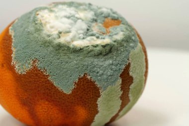 Olgunlaşmamış ve çürük mandalina. Küfle kaplanmış çürük mandalina. Küf ve mantarla kaplı. Meyveyi bozma süreci. Çürüyen narenciye, aflatoksin