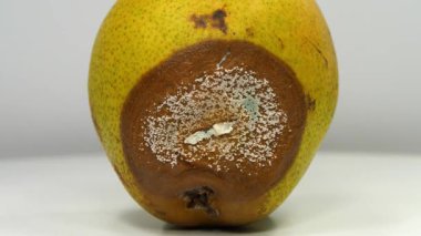 Armut, aflatoksinle kaplanmış küf. Olgunlaşmış ve çürük armut. Çürük armut gri arkaplanda döner, yakın çekim video