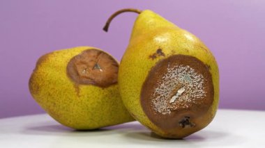 Aflatoksinlerle kaplanmış armutlar. Olgunlaşmış ve çürük armutlar. İki çürük armut menekşe arkaplan üzerinde döner