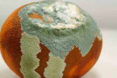 Küfle kaplanmış çürük mandalina. Küf ve mantarla kaplı. Olgunlaşmamış ve çürük mandalina. Meyveyi bozma süreci. Çürüyen narenciye, aflatoksin
