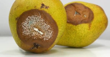 Olgunlaşmış ve çürük armutlar. Küfle kaplı iki armut. Çürük armutlar gri arkaplanda döner, yakın çekim video