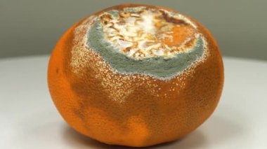 Çürük mandalina. Aflatoksinlerle kaplanmış mandalina. Çürük narenciye meyvesi koyu arka planda döner