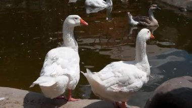 Su kuşu. İki beyaz kaz bir gölün kıyısında duruyor.