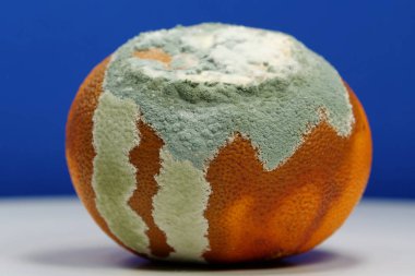 Olgunlaşmamış ve çürük mandalina. Küf ve mantarla kaplı. Küfle kaplanmış çürük mandalina. Meyveyi bozma süreci. Çürüyen turunçgil meyvesi, mavi arka planda yakın plan fotoğrafı.