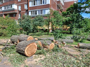 Büyük, eski kavak ağaçları konut evinin yakınından kesilmiş.
