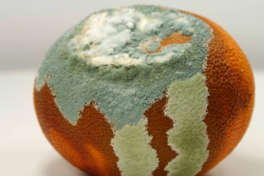 Olgunlaşmamış ve çürük mandalina. Küfle kaplanmış çürük mandalina. Küf ve mantarla kaplı. Meyveyi bozma süreci. Çürüyen narenciye, aflatoksin