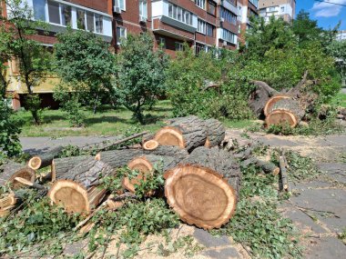Bir yerleşim yerinin yakınındaki büyük, kalın kavak ağaçları kesildi.