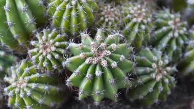 Yeşil kaktüsler toprakta yetişir. Dikenli kaktüs, yakınlaştırma videosu