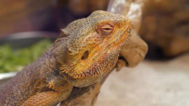 Sakallı ejderha, Pogona vittisepsi ya da iç sakallı ejderha. Doğu ve orta Avustralya 'nın kurak bölgelerinde geniş bir yelpazede bulunan agardaki kertenkele türü.