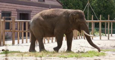 Hayvanat bahçesinde büyük bir fil yürüyor. Sinema 4K Yavaş Hareket videosu
